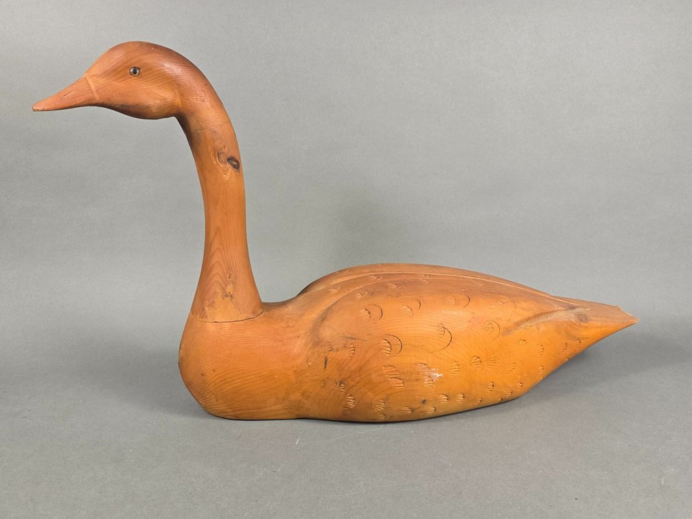 Ontario Canada Swan