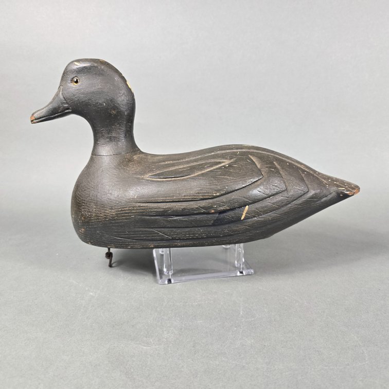 Black Duck From Canada