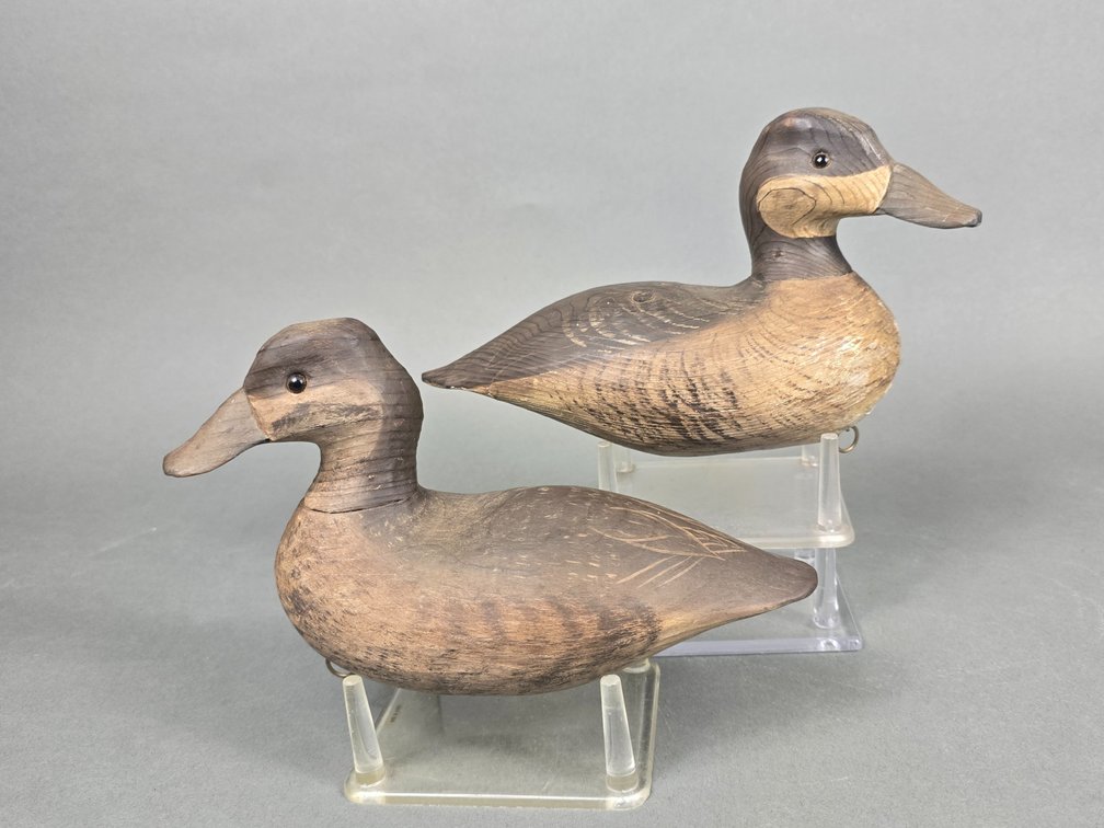 Tom Savage,  Chincoteague,  VA Ruddy Duck Pair
