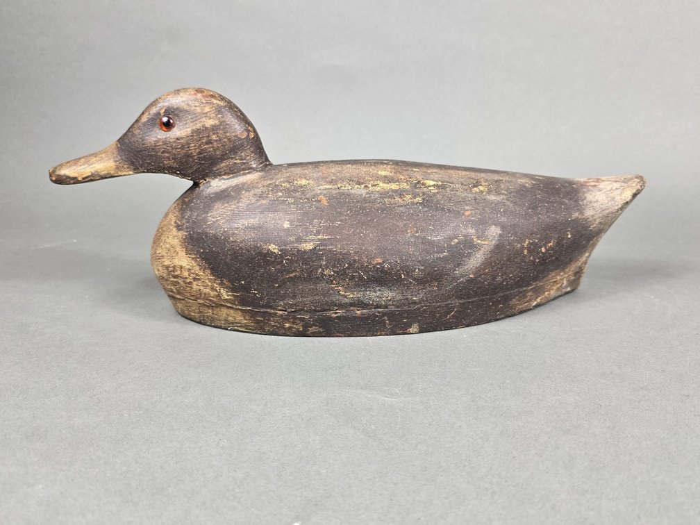 Stuart Solway Firth Edinburgh,  Scotland Black Duck