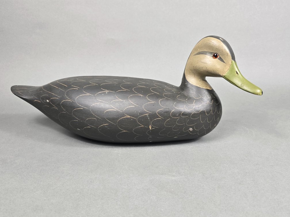 H. V. Shourds,  New Jersey Black Duck