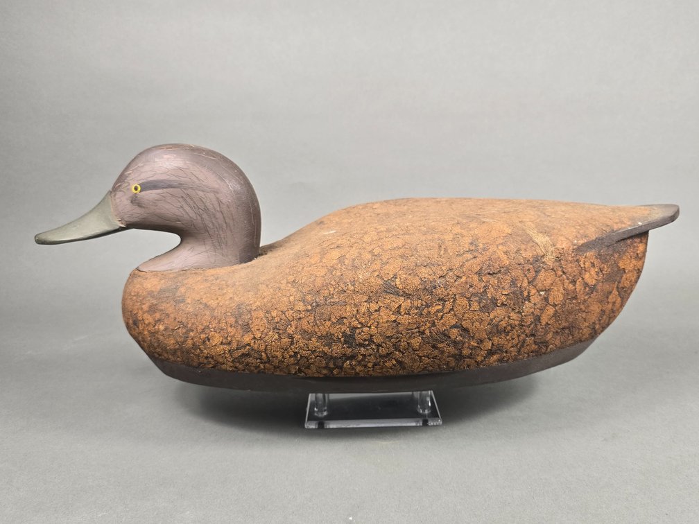 Madison Mitchell,  Havre de Grace,  MD,  Black Duck