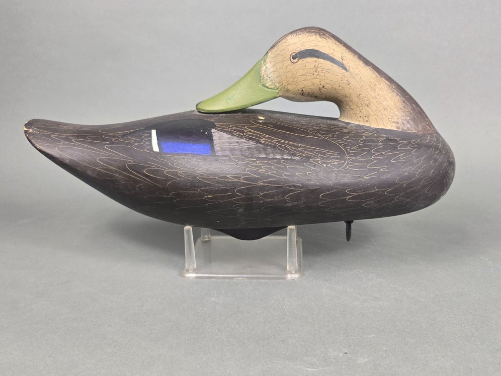 Jim Pierce,  Havre de Grace,  MD Black Duck