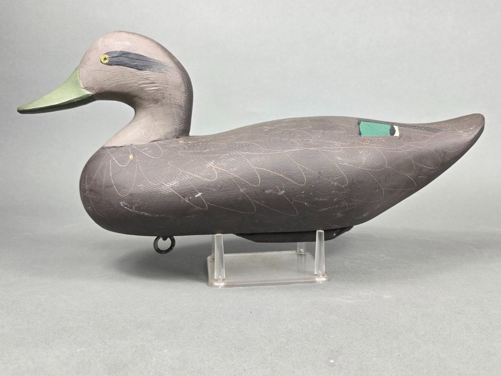 Upper Chesapeake Bay  Black Duck