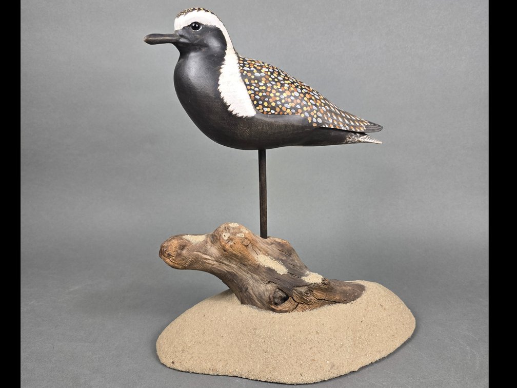 Rich Smoker,  Crisfield, MD Golden Plover