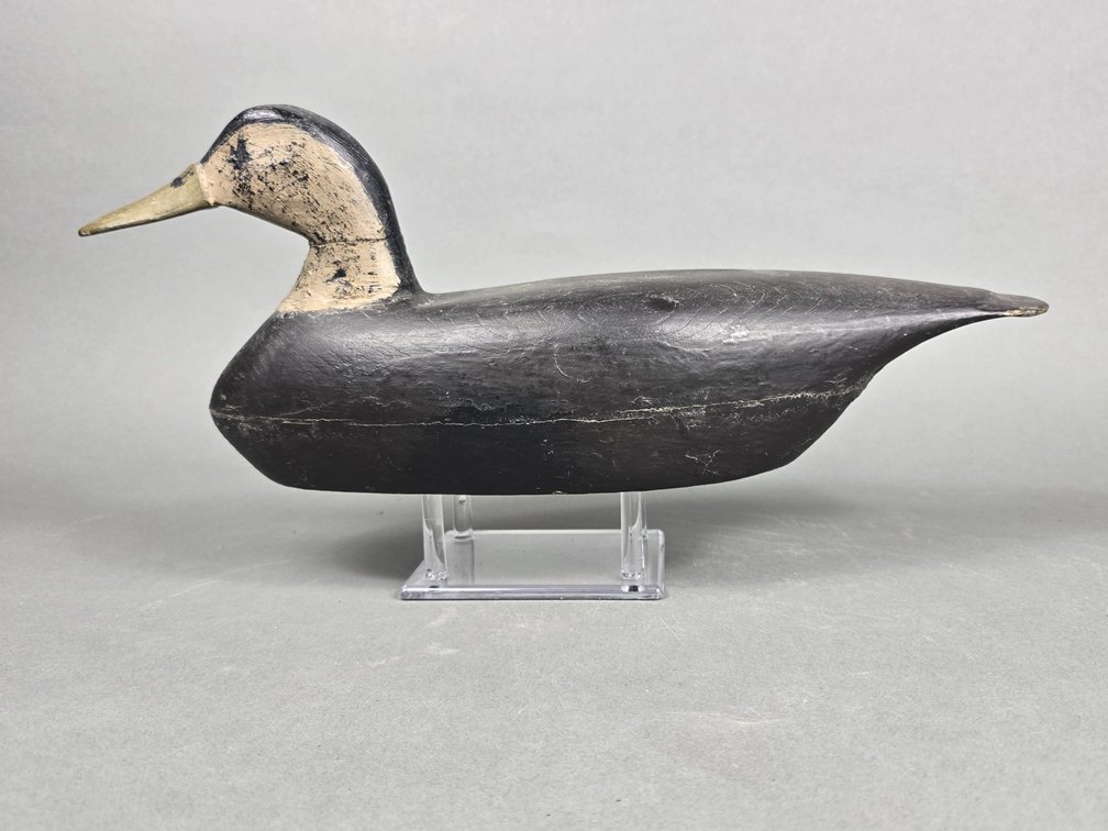 Les Van Brunt, Barnegat,  NJ Black Duck