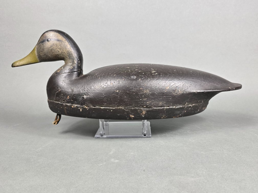 Lloyd Parker,  Parkertown,  NJ, Black Duck