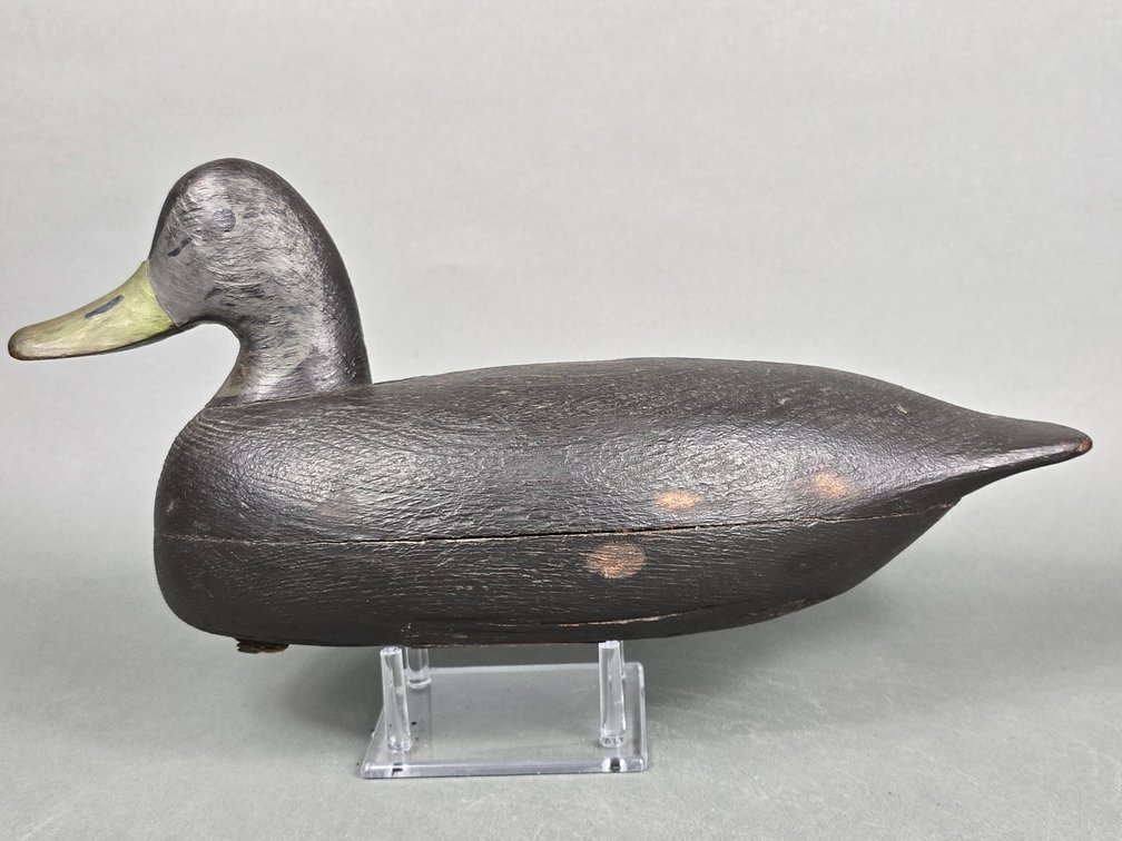 Rube Corliss, Manahawkin,  NJ,  Black Duck