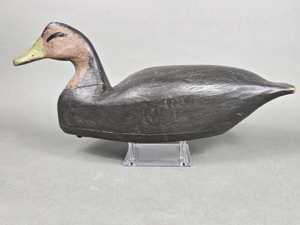 Samuel Gale, Atlantic City,  NJ Black Duck