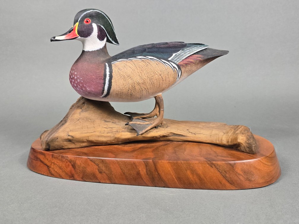 Tom Ahern, Bethlehem,  PA Wood Duck