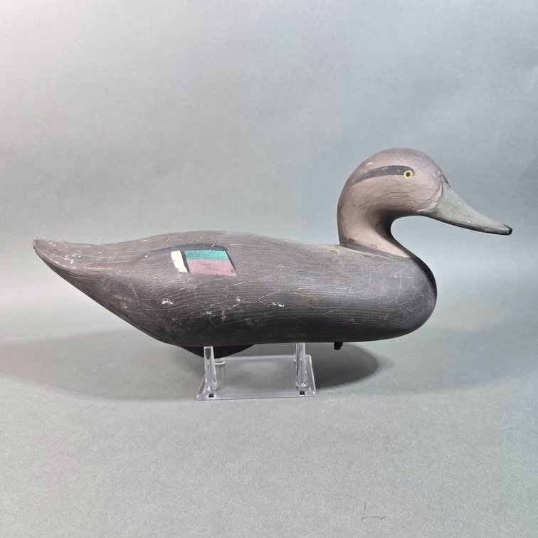 Madison Mitchell Havre de Grace,  MD Black Duck