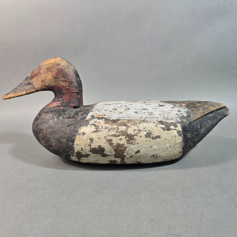 Eastern Shore of VA, Canvasback