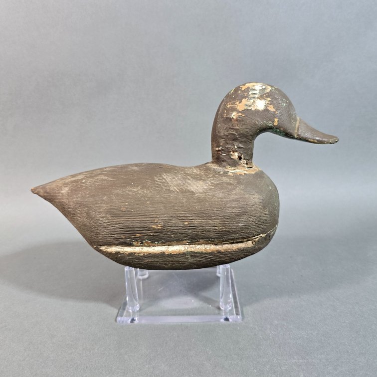 Diminutive Teal
