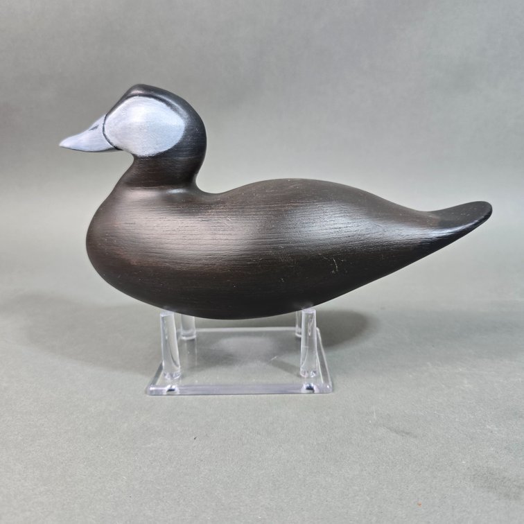 Tim Holloway, Exmore,  VA Ruddy Duck