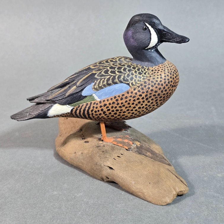 Charles Berry, Salisbury,  MD Bluewing Teal Mini