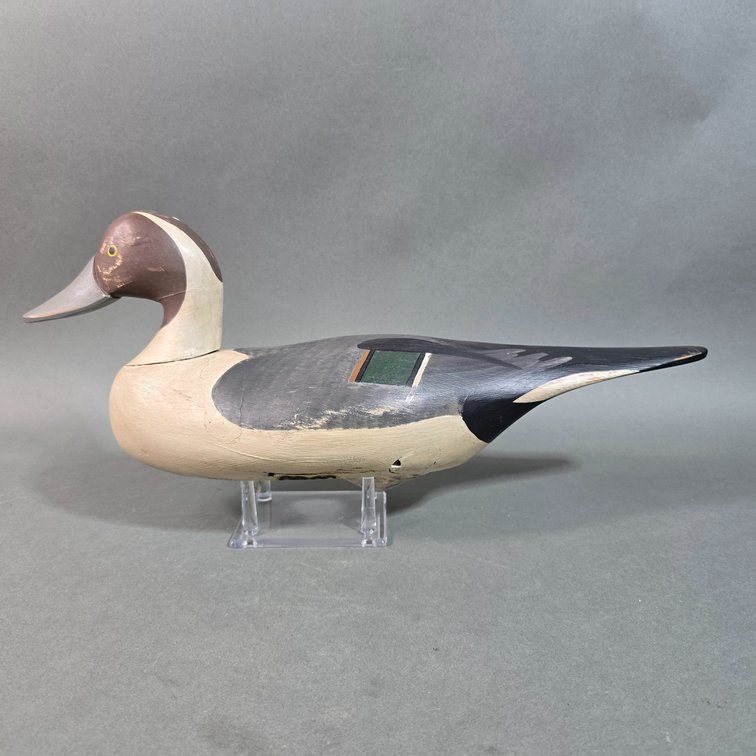 Havre de Grace, MD, Pintail