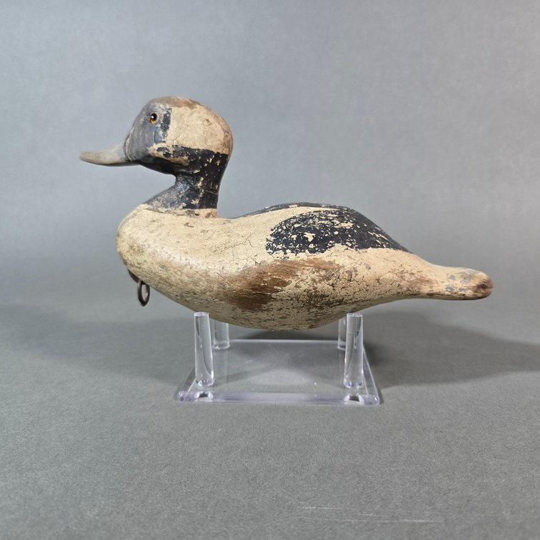 Waterfield,  Virginia Beach,  VA Bufflehead