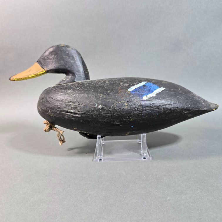 Doug Jester Chincoteague VA Black Duck