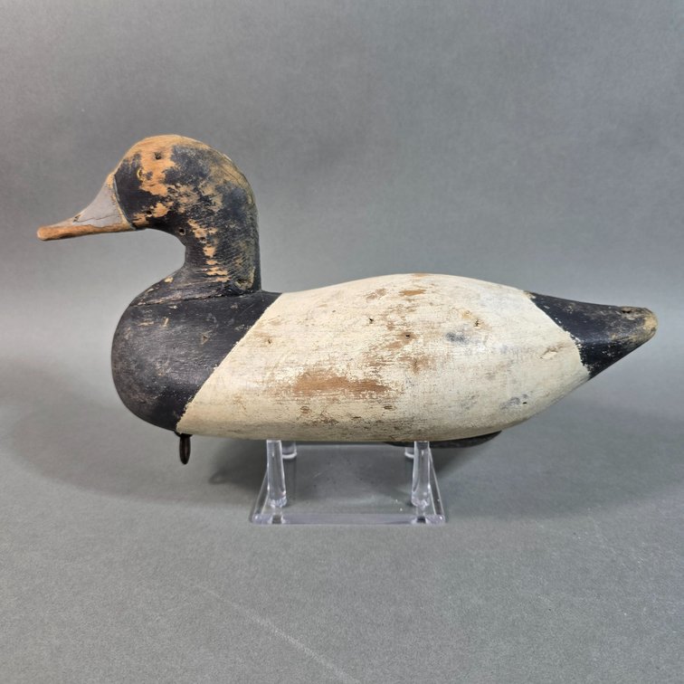 Bluebill, Havre de Grace, MD, Bluebill