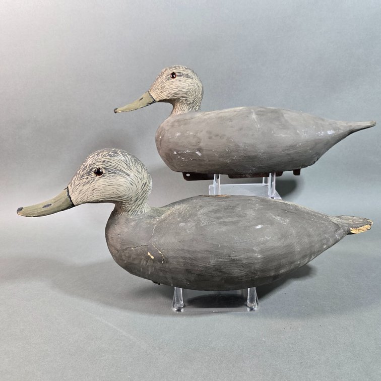 Black Duck Pair, Unknown