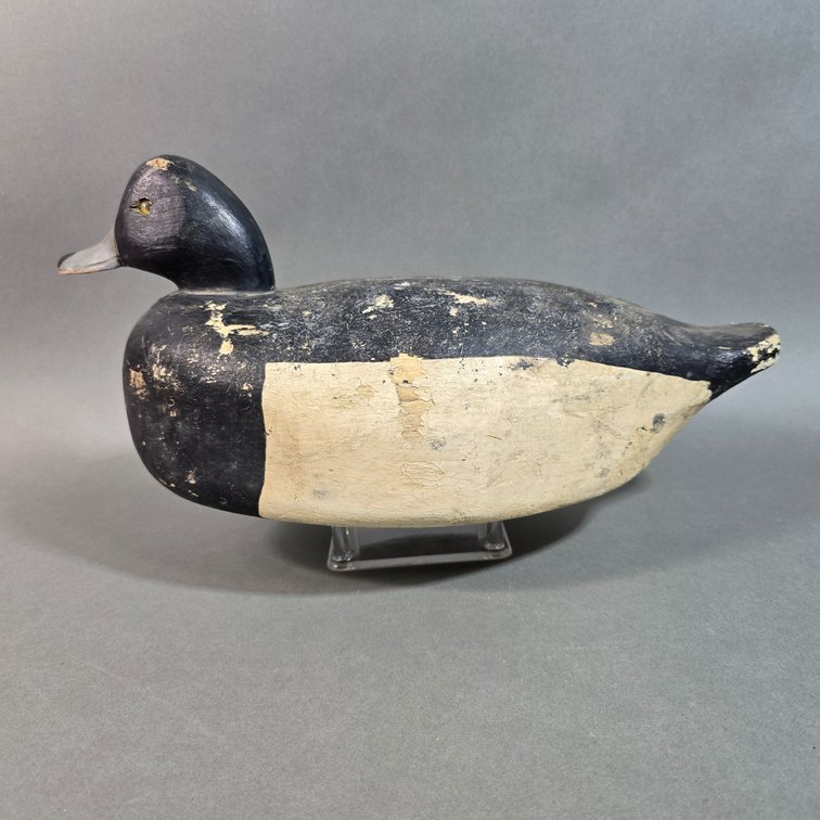 Bluebill, Unknown