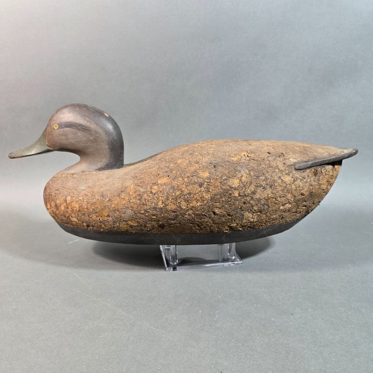 Early Madison Mitchell,  Havre de Grace,  MD Black Duck