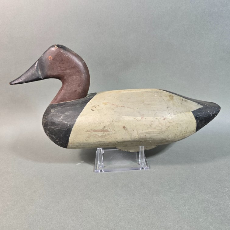 Upper Chesapeake Bay, MD, Canvasback
