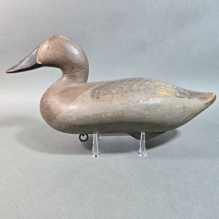 Charlie Joiner,  Chestertown, MD Canvasback Hen