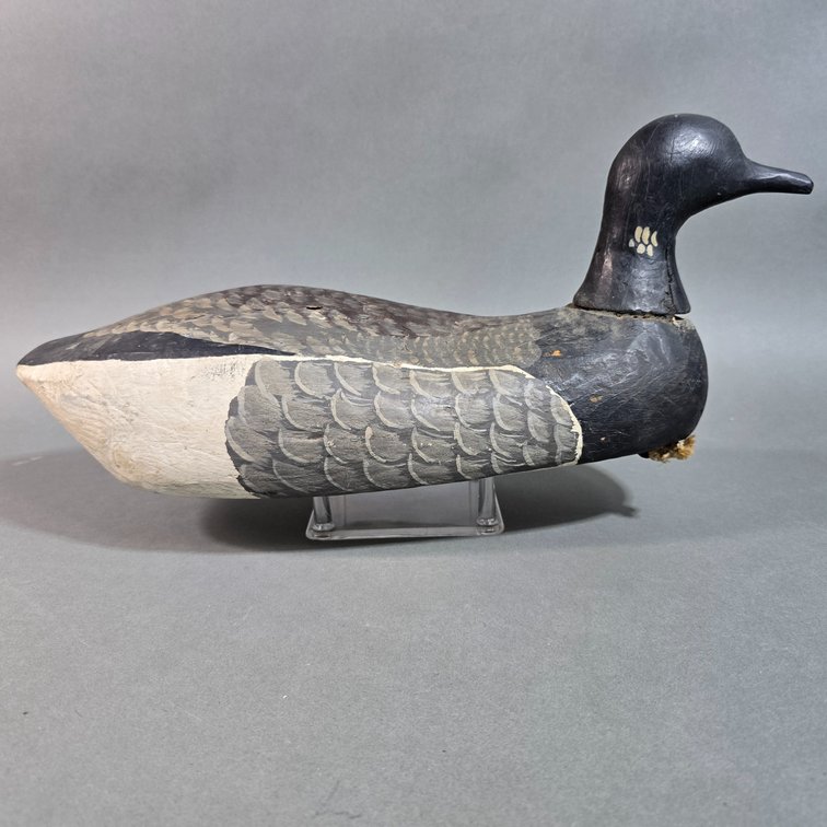 Brant, New England Area