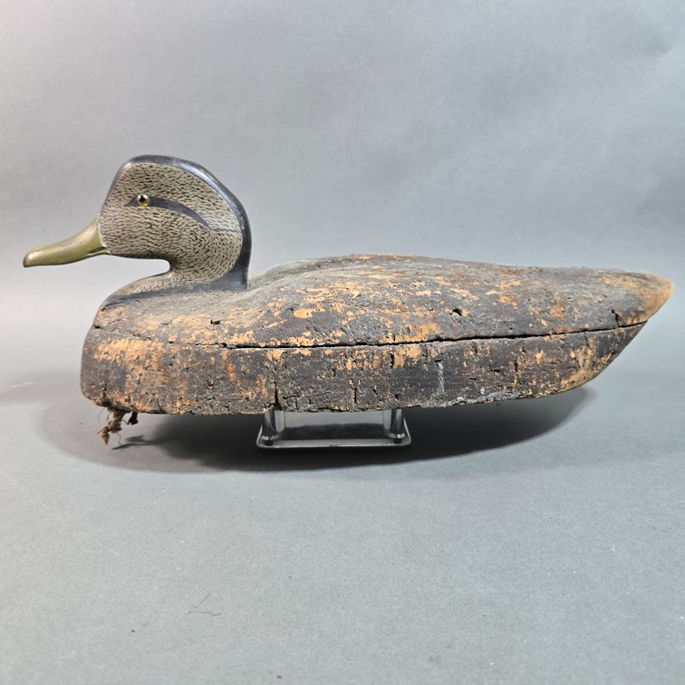 Cork Gunning Black Duck