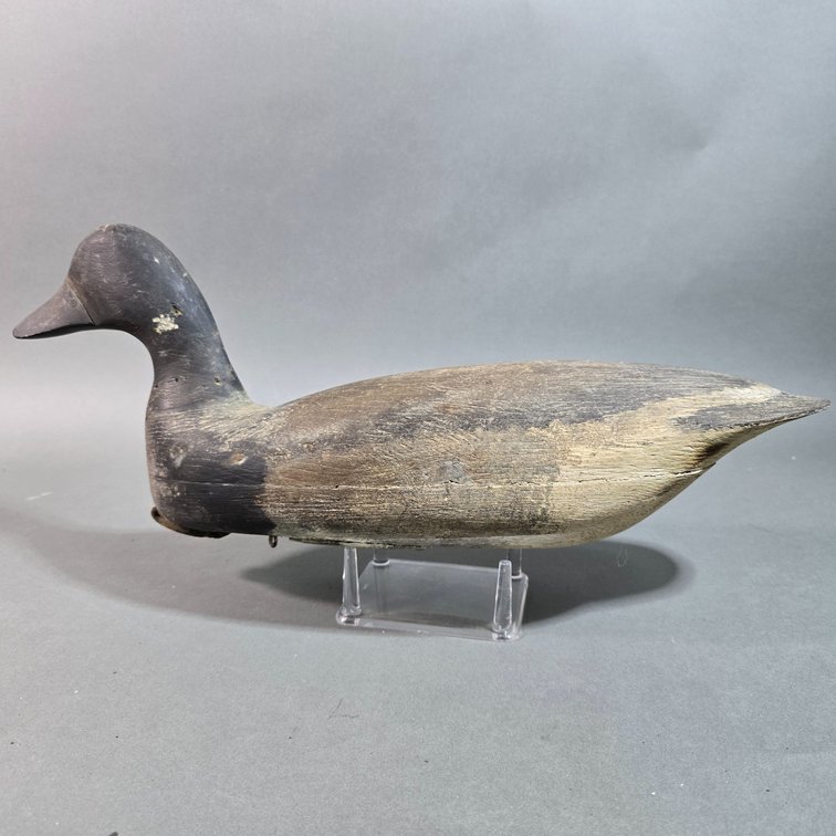 New Jersey Swimming Brant