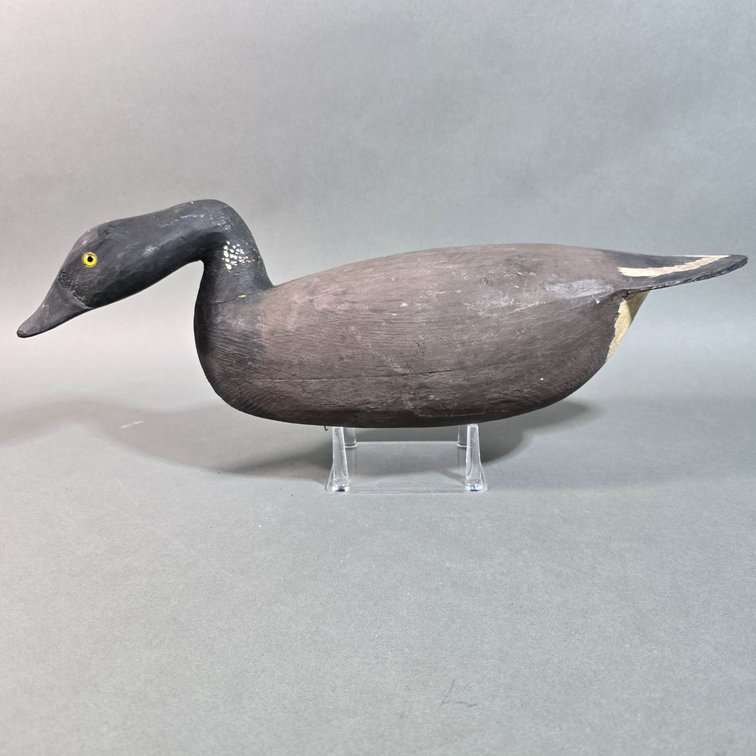 Hurley Conklin,  Manahawkin, NJ Swimming Brant