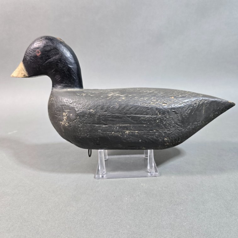 Gunning Coot From New Jersey