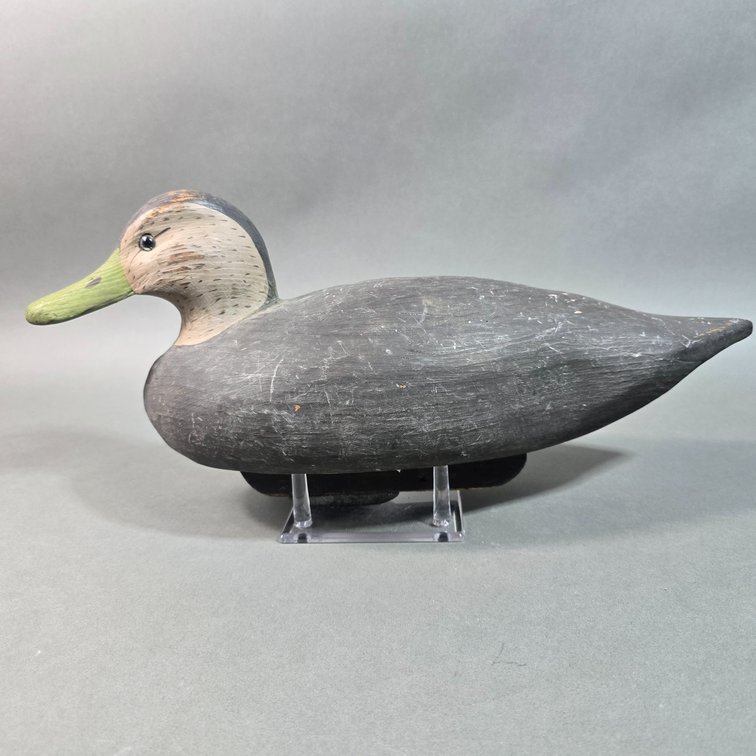 Charles Fish,  Chincoteague,  VA Black Duck
