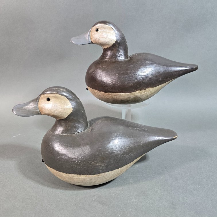 William Waterfield,  Holtwood,  PA Ruddy Ducks