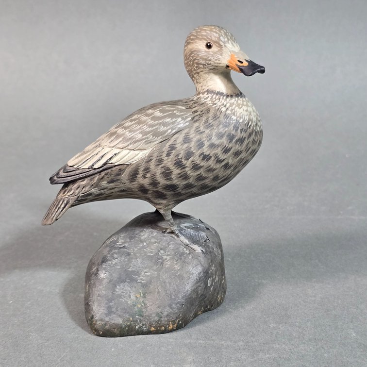 Eddie Wozny, Cambridge,  MD Immature Labrador Duck