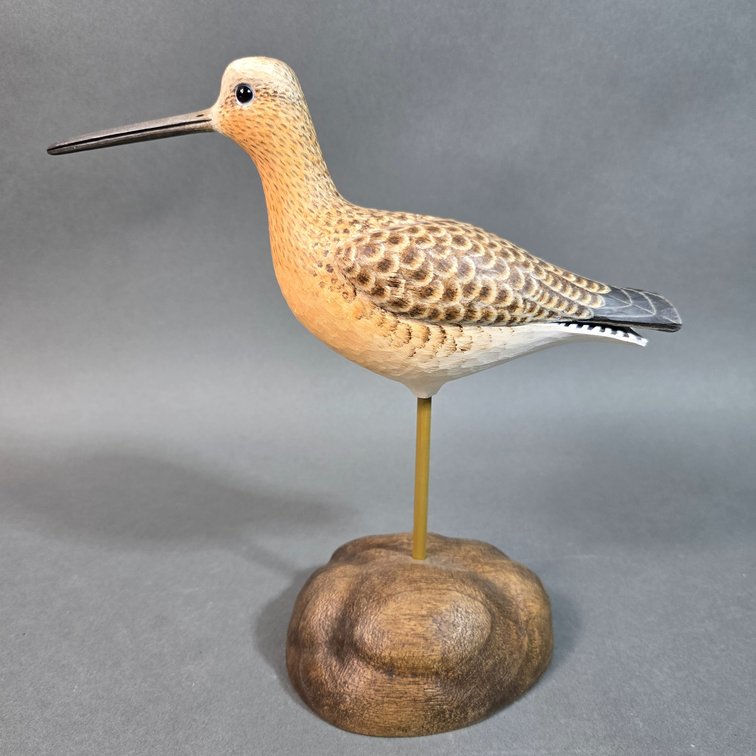 Mark Daisey,  Chincoteague, VA Dowitcher