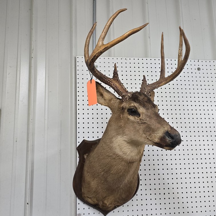 8 Point White Tail