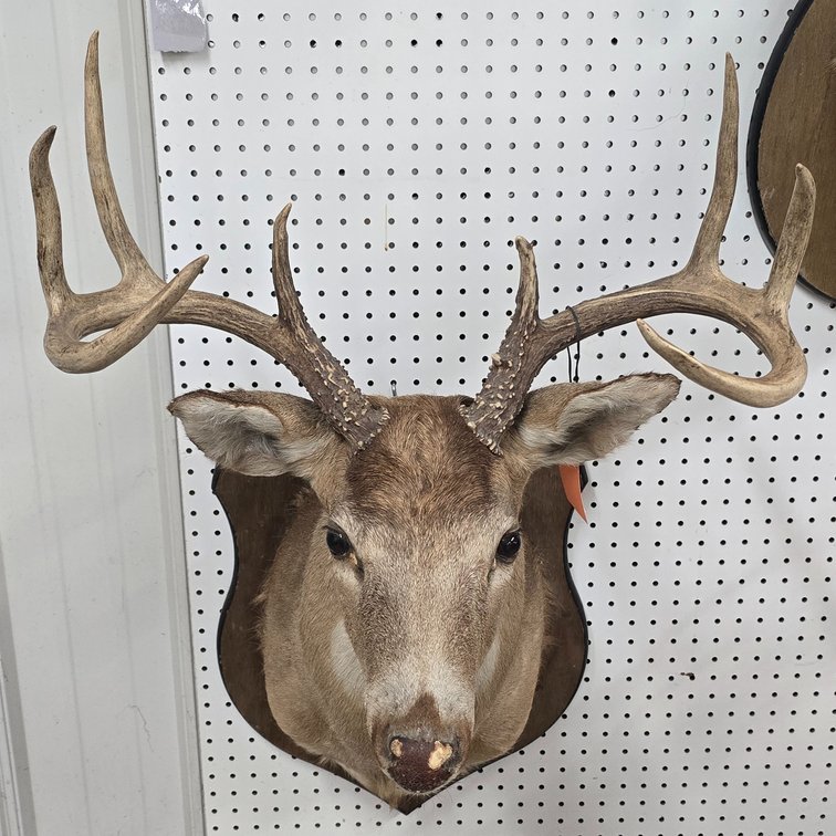 8 Point White Tail