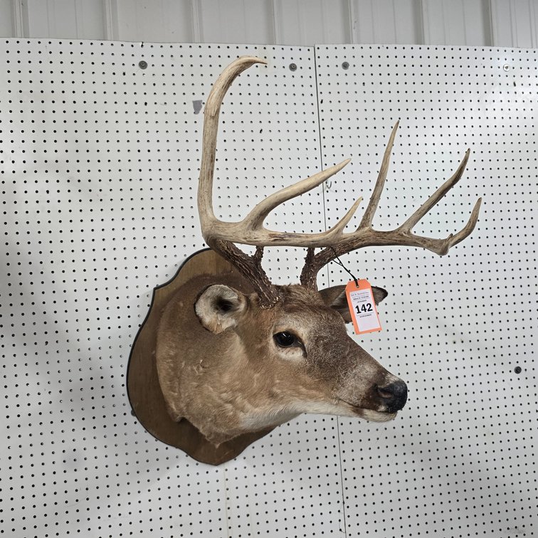 10 Point White Tail