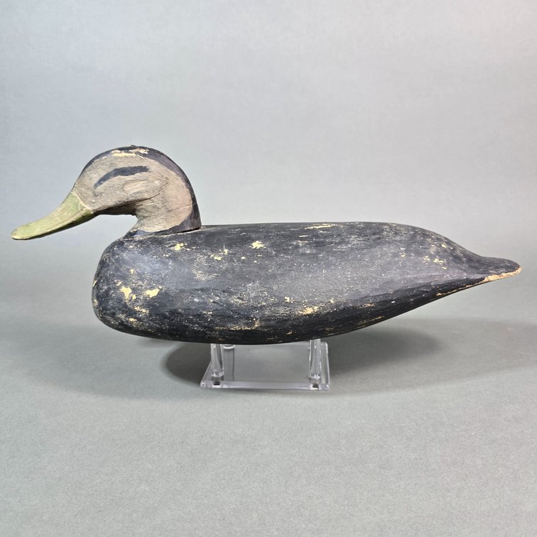 Doug Jester,  Chincoteague,  VA Black Duck