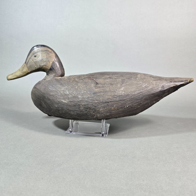 Miles Hancock,  Chincoteague,  VA Black Duck