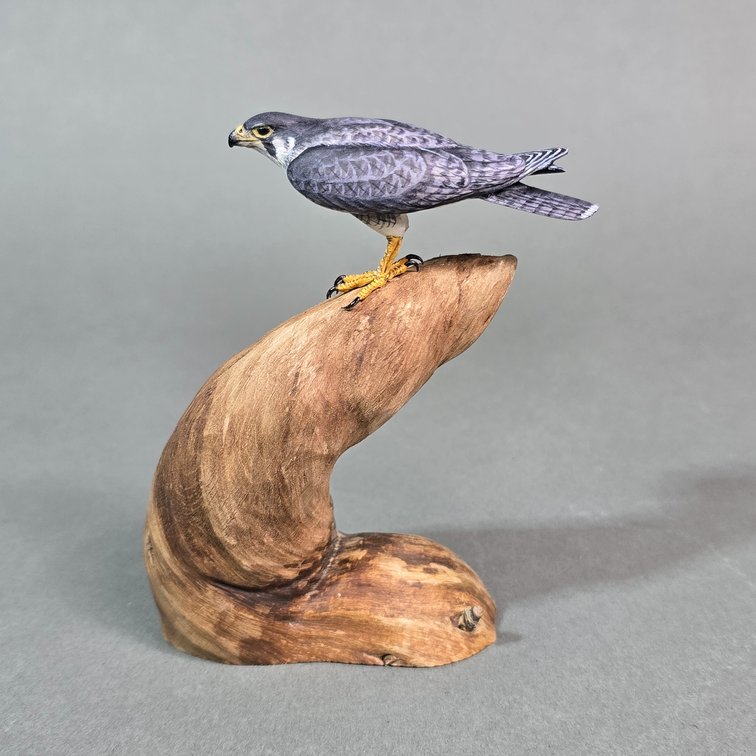 Billy Crockett,  Hunting Creek,  VA Peregrine Falcon