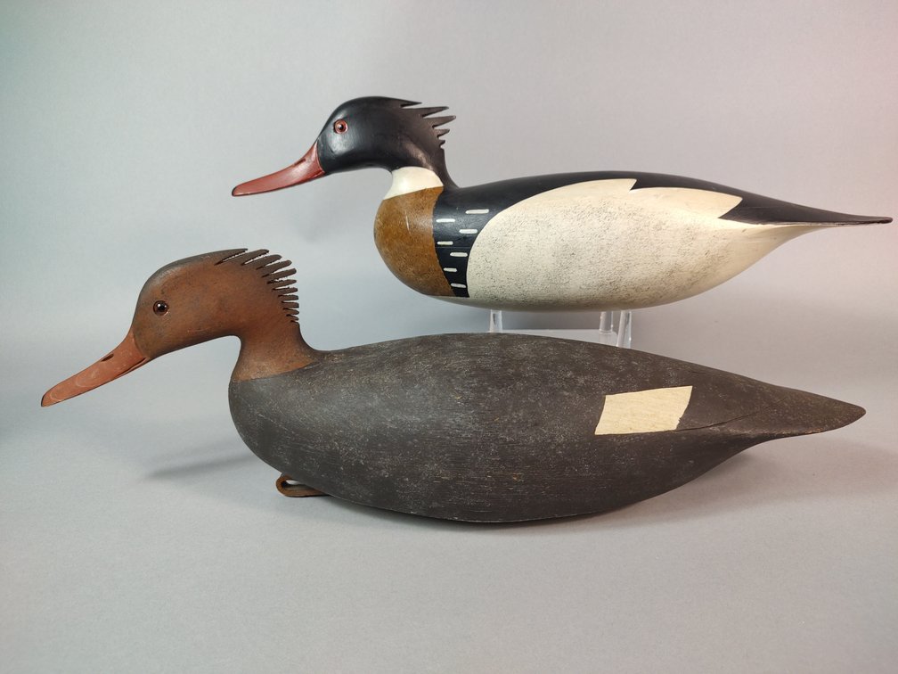 William Oler, Beach Haven, NJ, Merganser 