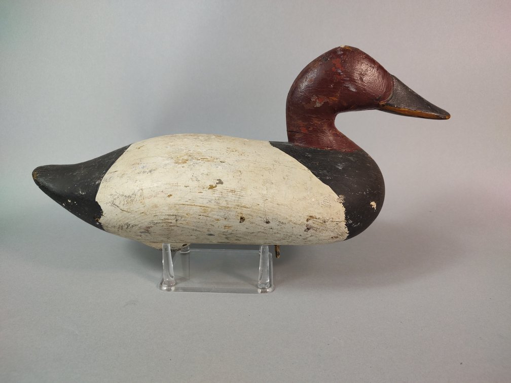 Madison Mitchell Havre de Grace MD Canvasback 