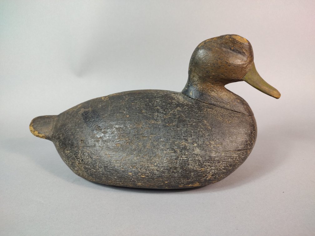 Eastern Shore of VA, Black Duck