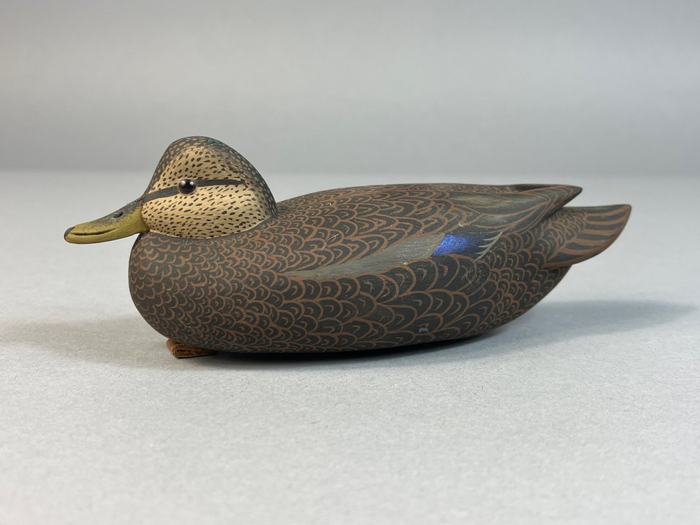 John Wood, Venice, FL, Black duck