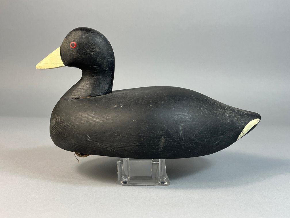 Charlie Bryan, Middle River, MD, Coot