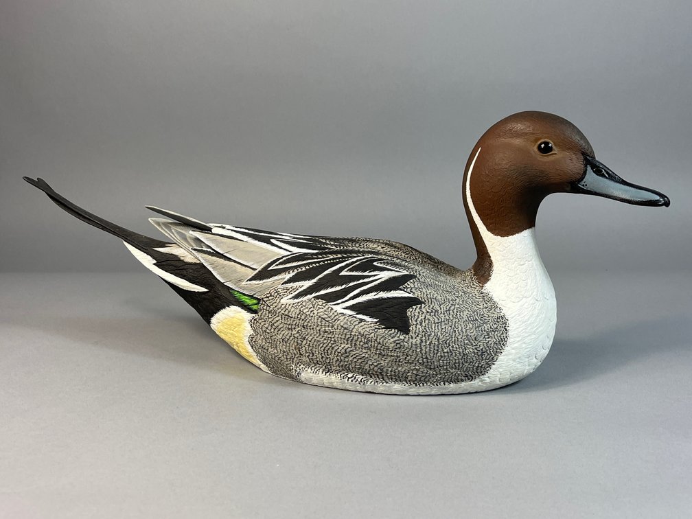 Darkfeather Freedman, Michigan, Pintail