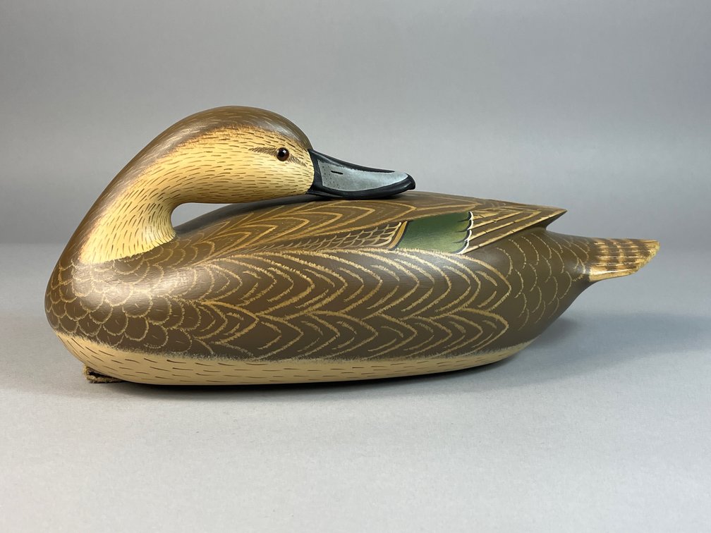 Glenn Cooke, Manasquan, NJ, Pintail Hen